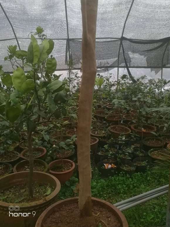 今天移栽十几棵油茶下山桩