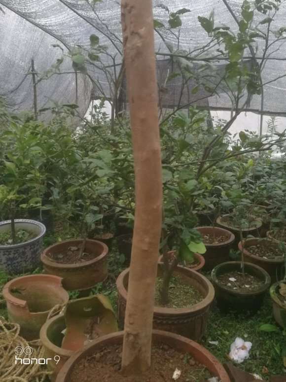 今天移栽十几棵油茶下山桩