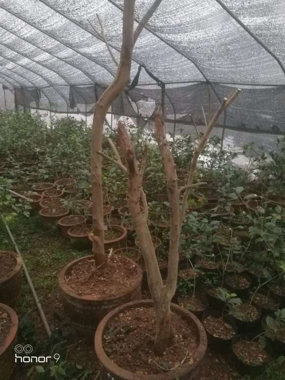 今天移栽十几棵油茶下山桩