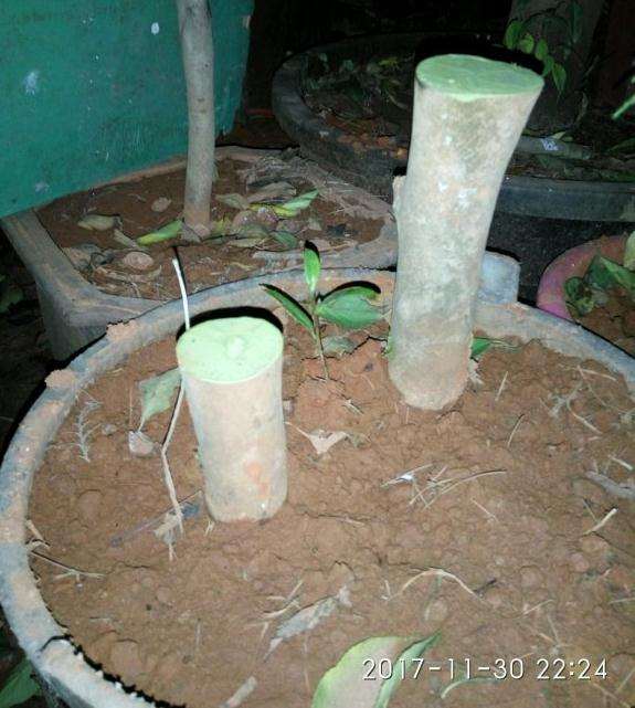 油茶下山桩为什么要把根部洗干净