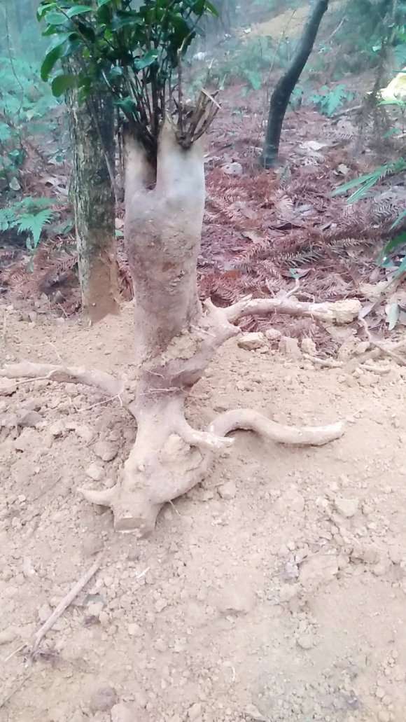 油茶下山桩为什么要把根部洗干净