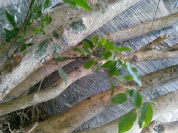 茶花下山桩可以使用过生根粉吗