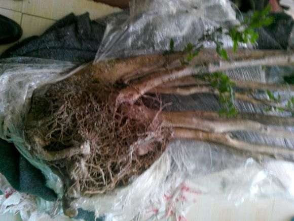 茶花下山桩可以使用过生根粉吗