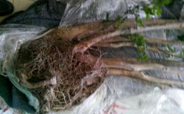 茶花下山桩可以使用过生根粉吗 图片