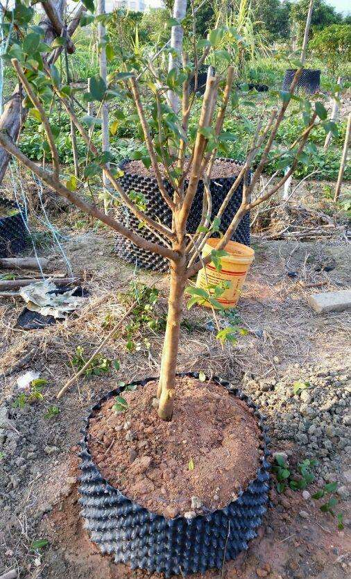 油茶树桩嫁接茶花下山桩
