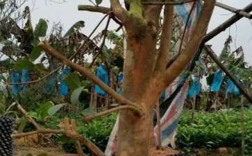 油茶树桩嫁接茶花下山桩 可以吗 图片