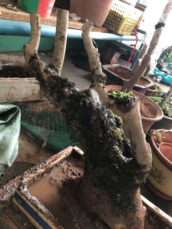 茶花下山桩有白蚁蚁