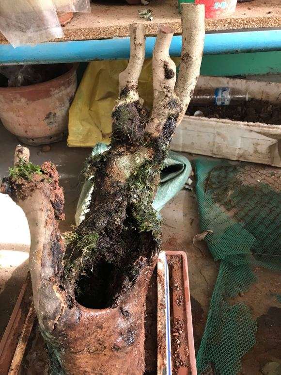 茶花下山桩有白蚁蚁