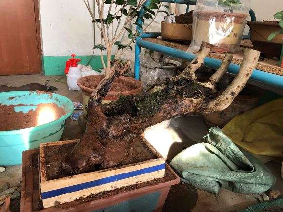 茶花下山桩有白蚁蚁