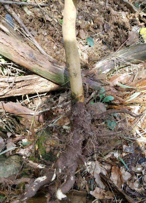 弄了棵山茶花下山桩