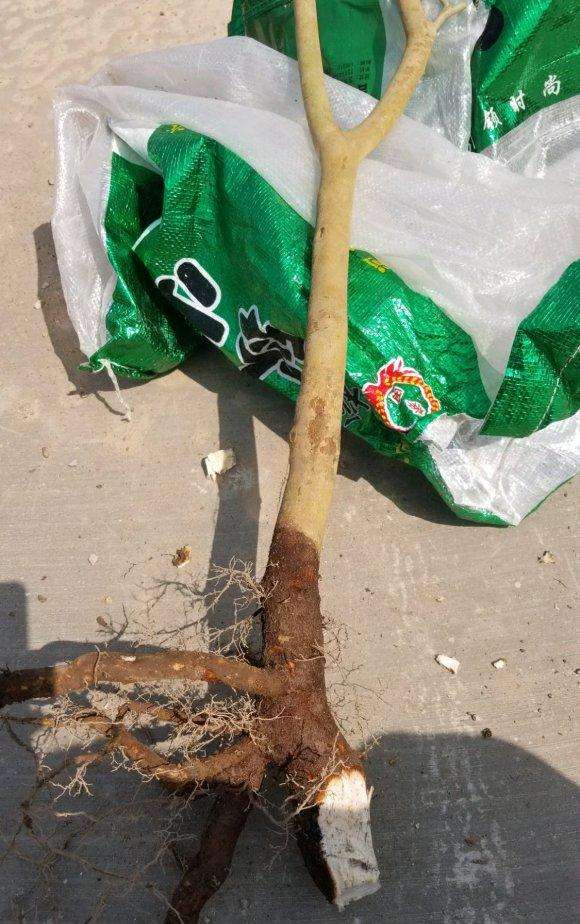 弄了棵山茶花下山桩