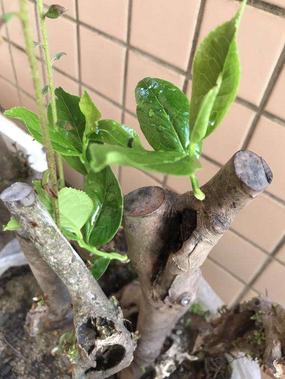 我这个映山红下山桩中间夹着棵什么树