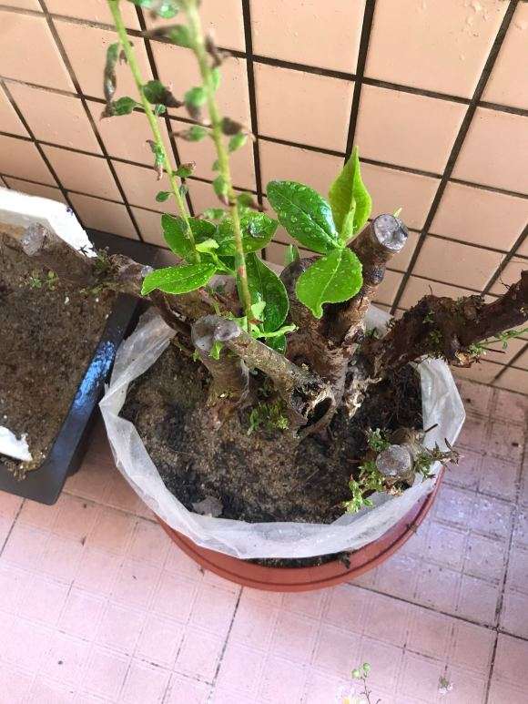 我这个映山红下山桩中间夹着棵什么树