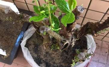 我这个映山红下山桩中间夹着棵什么树？