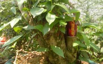 茶叶树下山桩打算明年嫁接茶花