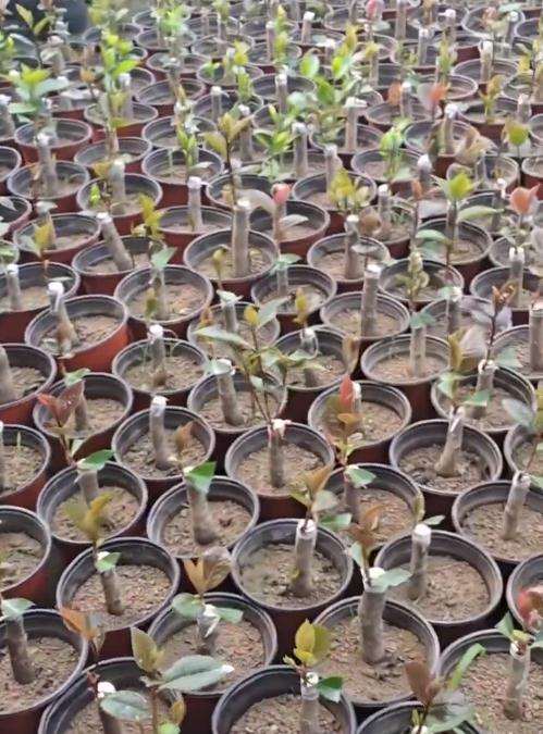 嫁接的耐冬茶花下山桩 开始出棚了