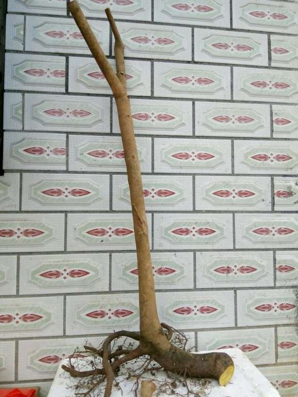 连蕊茶花下山桩 纯腐叶土栽 怎么样