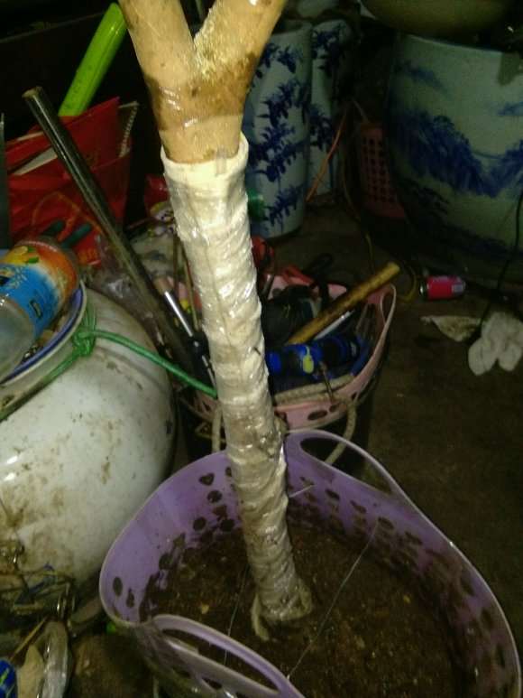 连蕊茶花下山桩 纯腐叶土栽 怎么样
