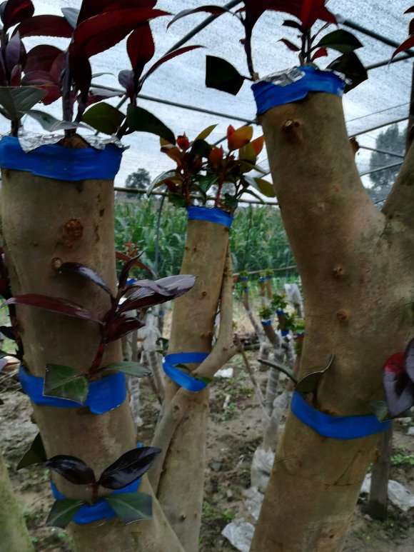 茶花下山桩嫁接了青红贝了