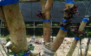 茶花下山桩嫁接了青红贝了 可以吗 图片