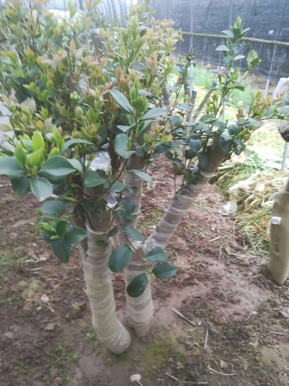 去年的茶花下山桩 不知道嫁接啥品种好了