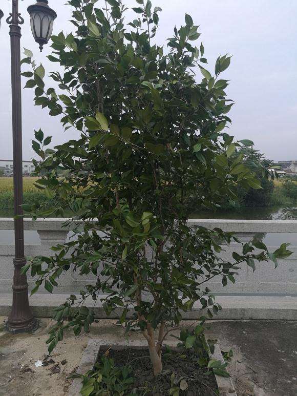大茶花下山桩地栽