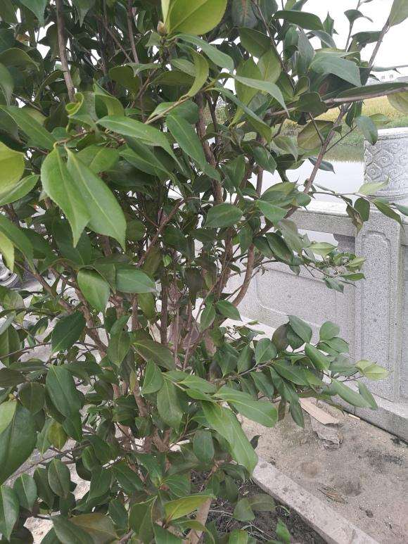 大茶花下山桩地栽