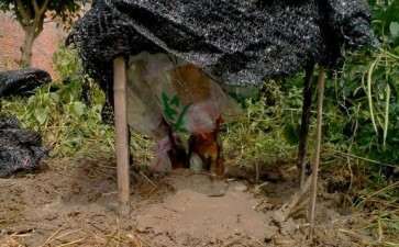 昨天挖的油茶下山桩 可以种活吗 图片