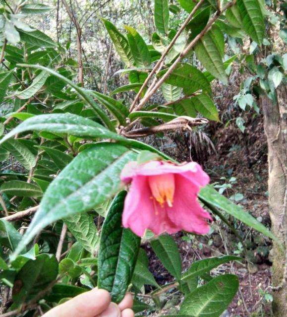 大家是不是野生茶花下山桩