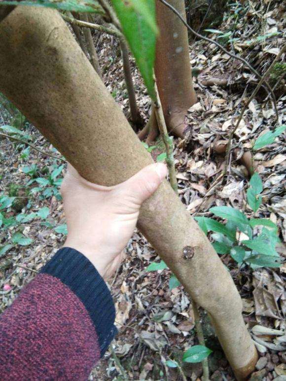 大家是不是野生茶花下山桩