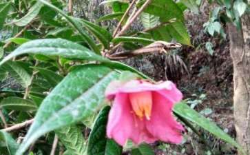大家是不是野生茶花下山桩 看看 图片