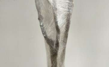 油茶下山桩已发芽2个点 可以吗 图片