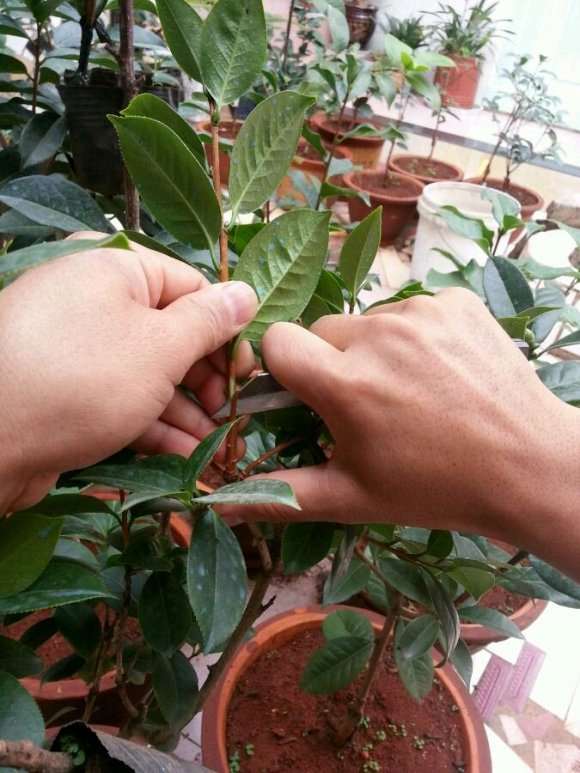 山茶花下山桩嫁接后 可以缠膜吗 图片