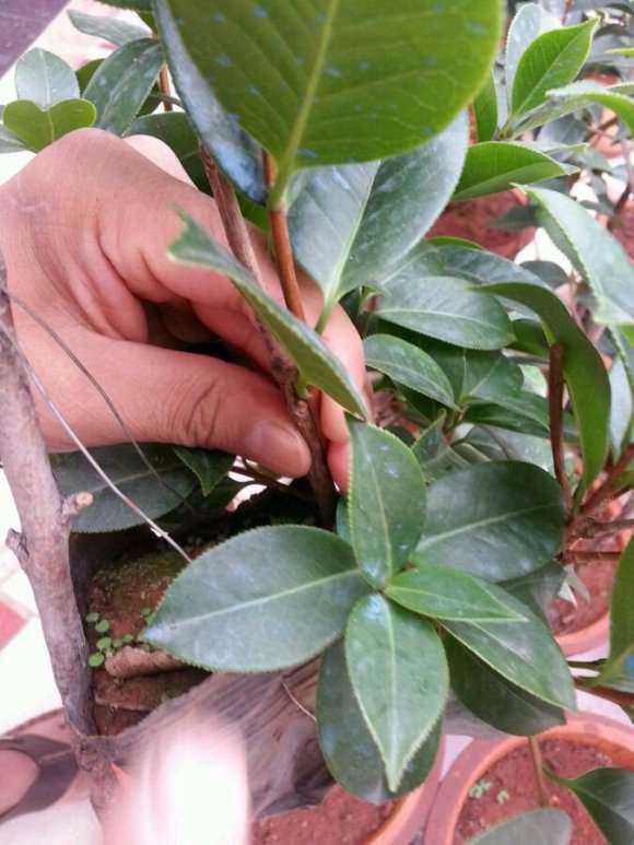山茶花下山桩嫁接后 可以缠膜吗 图片