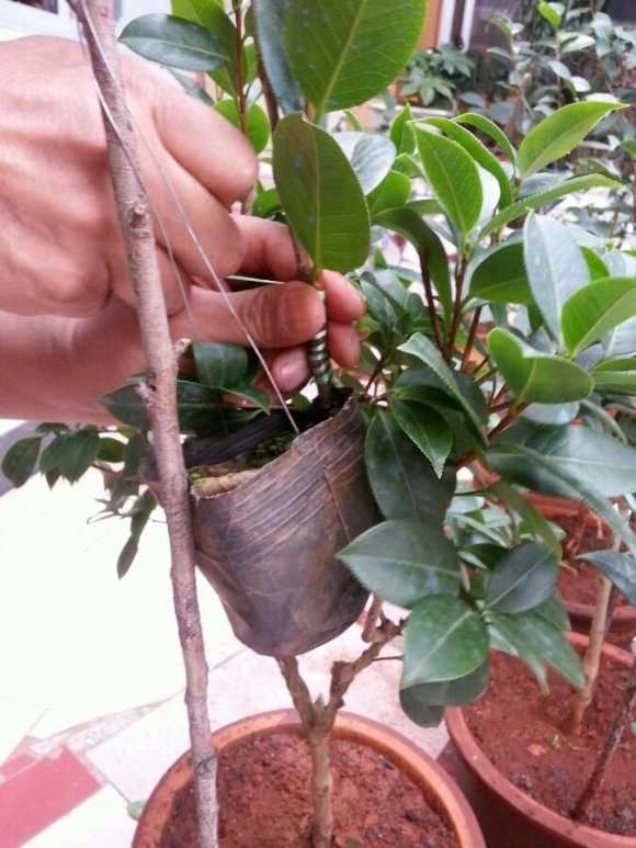 山茶花下山桩嫁接后 可以缠膜吗 图片