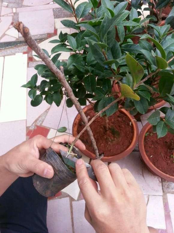 山茶花下山桩嫁接后 可以缠膜吗 图片