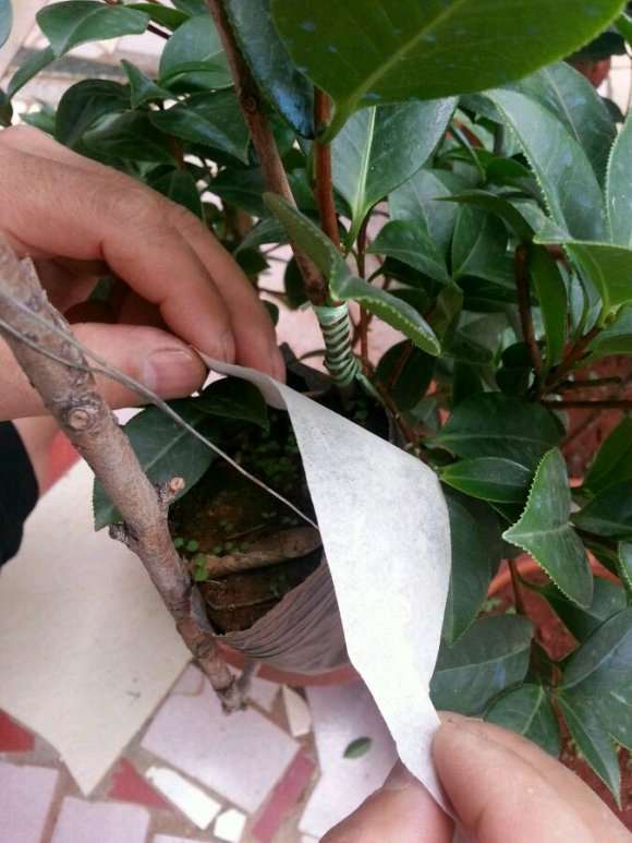 山茶花下山桩嫁接后 可以缠膜吗 图片