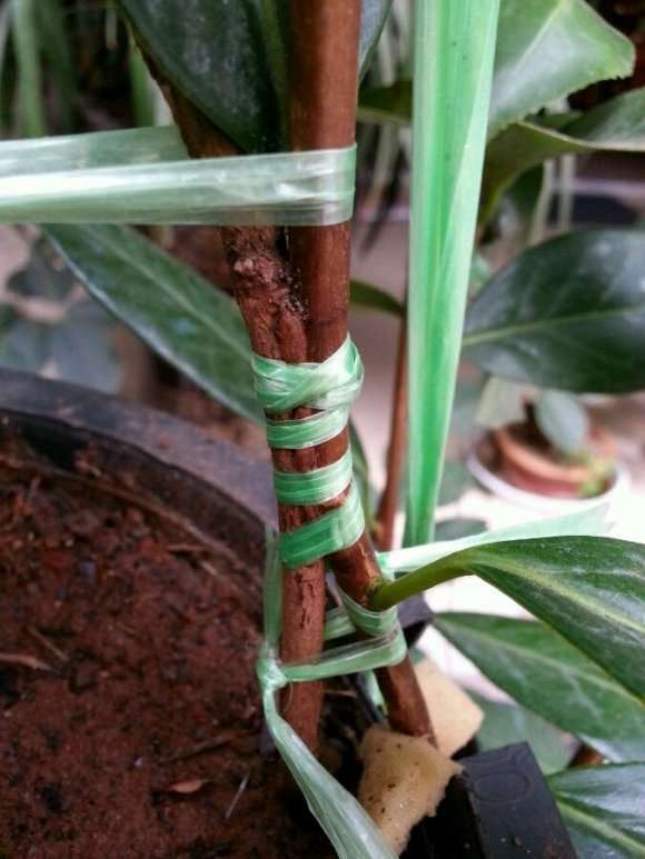 山茶花下山桩嫁接后 可以缠膜吗 图片