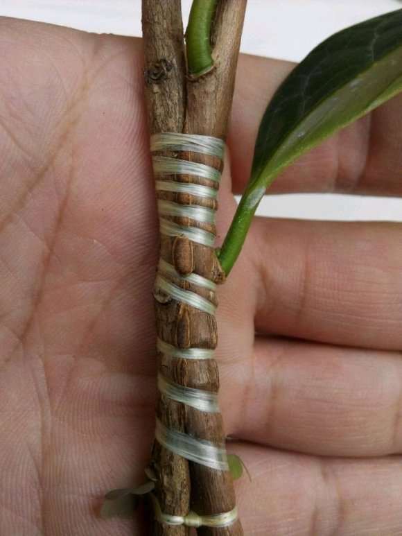 山茶花下山桩嫁接后 可以缠膜吗 图片