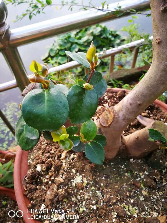 救活了一颗茶梅下山桩 怎么样