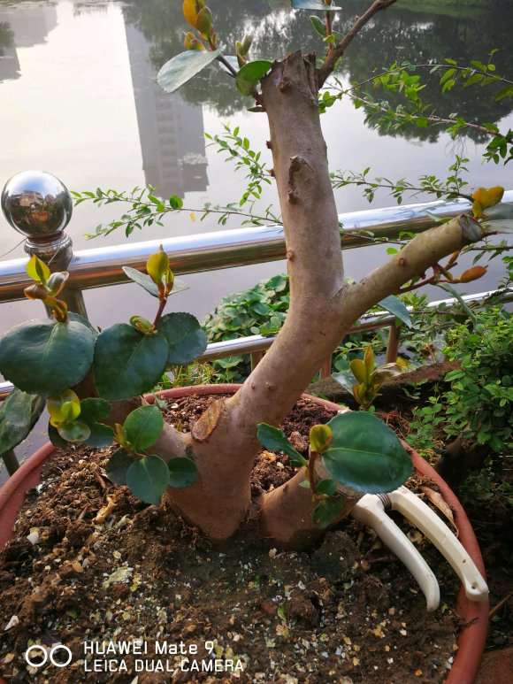 救活了一颗茶梅下山桩 怎么样