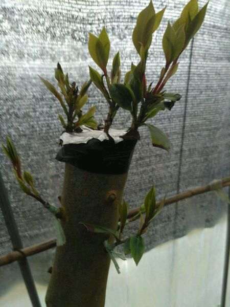 去年春栽茶花下山桩 还在萌芽
