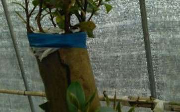 去年春栽茶花下山桩 还在萌芽 图片