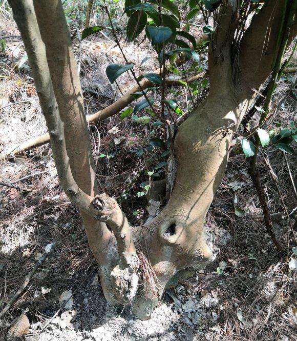 裸根油茶下山桩如何缠膜 图片