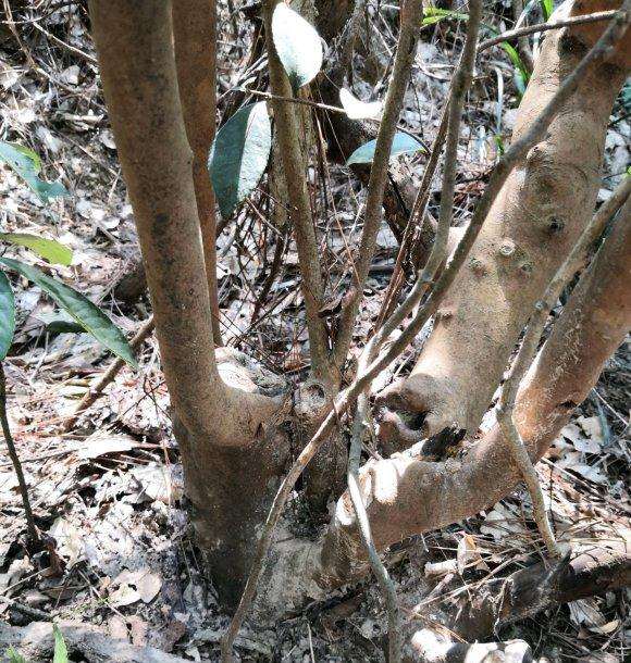 裸根油茶下山桩如何缠膜 图片