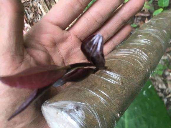 裸根油茶下山桩如何缠膜 图片