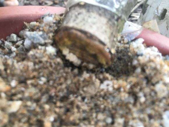 裸根油茶下山桩如何缠膜 图片