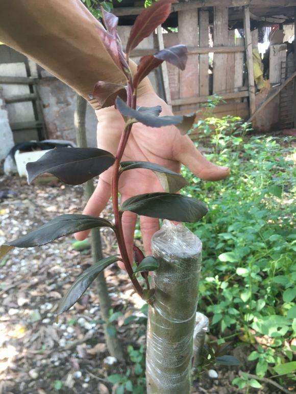 裸根油茶下山桩如何缠膜 图片