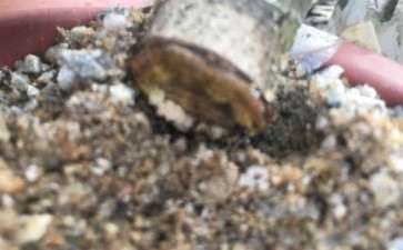 裸根油茶下山桩如何缠膜 图片