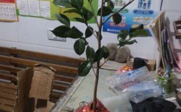 五六年的茶花下山桩到底有多大 图片